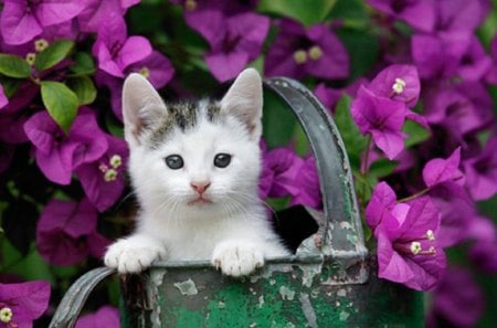 cute garden kitty - gardencan, cute, cat, animals, kitty