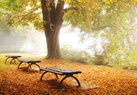 Autumn Benches - nature, image, autumn, benches, park