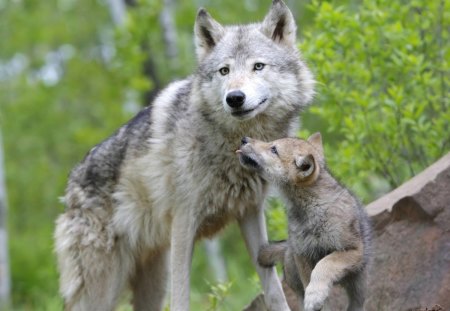 Mother's tender gaze - cub, green, mother, forest, love, animals