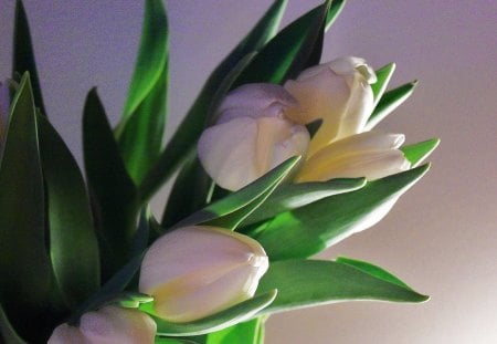 Green and White - flowers, fresh, tulips, white, nature, green, clear