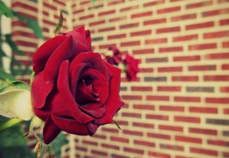 Red Rose - red, brick, rose, lovely, home