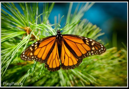 Monarch on green blanket