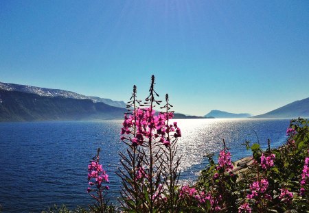 Mo I Rana Norway - nature, norway, river, mo i rana, skies, flowers, mountains