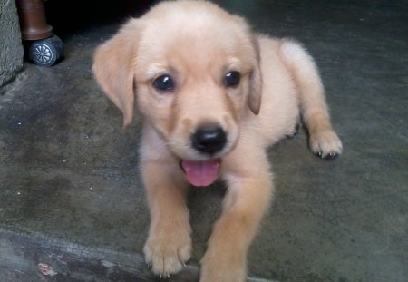 tusy the lab dog - pradip bauri, putul mukherjee, subrata sinha, sulekha bauri