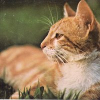 Orange Cat