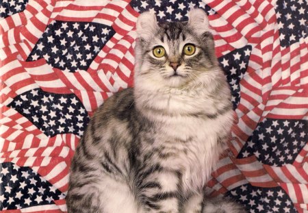 American curl cat - pet, American curl, cute, flag, cat