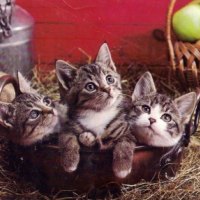 Three little kittens