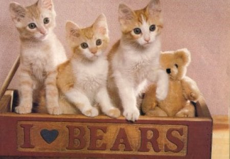 We love bears - wagon, pet, cute, teddy bear, kitten