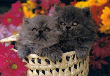 Two cute grey kittens - flowers, basket, kitten, cute, pat