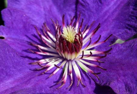 Purple - white, nature, purple, red, blue, flowers