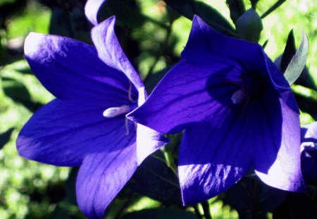 Bluest of blue - flowers, colour, nature, blue, green