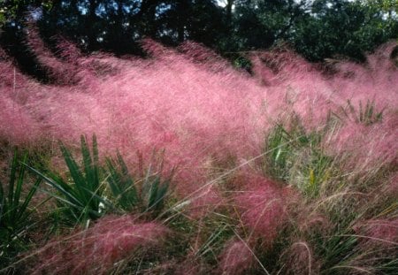 Pink Flowering Grass - field, grass, nature, pink