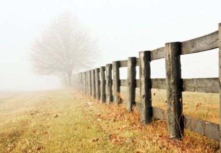 Fence Mist - nature, fence, fog, tree, mist