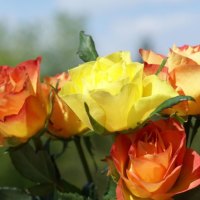 Orange and yellow Roses