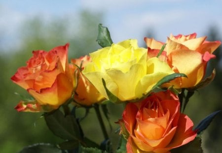 Orange and yellow Roses - nature, yellow, roses, orange, flowers