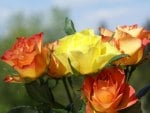 Orange and yellow Roses