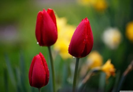 Three Red Tulips - flowers, field, tulips, nature