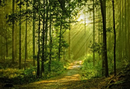 Sunny forest - sunny, summer, grass, forest, light, leaves, path, nice, greenery, sunlight, trees, beautiful, sunshine, lovely, nature, rays, green