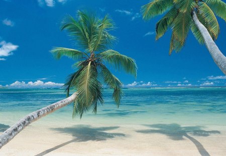 Palms Paradise - beautiful, shadows, palms, amazing, heaven, paisagem, scenery, panorama, oceans, scenic, nature, paradise, paisage, cool, landscape, paysage, awesome, cenario, scenario, sky, nice, clouds, cena, scene, trees, sea