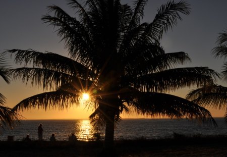 The sun Goes down - silhouette, paradise, sunset, palm tree