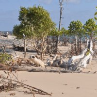 Low Tide in the Mangroves