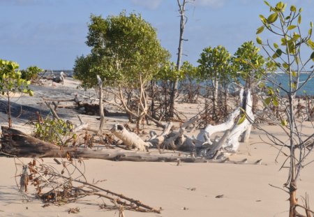 Low Tide in the Mangroves - driftwood, seaside, white sand, mangrove