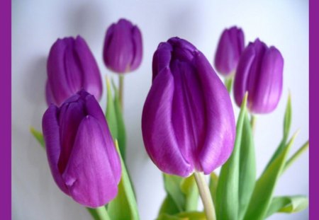 Spring purple♥ - forever, beautiful, fashion, entertainment, love, bouquet, wonderful, fresh, tulips, purple, green