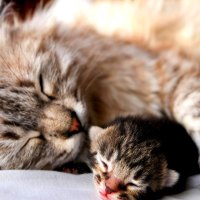 â™¥Mother"s Loveâ™¥is always a real comfortâ™¥ 