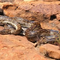 BASKING BEAUTY