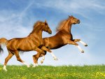 Horses Running