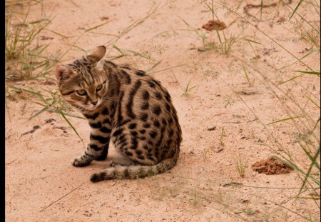 BLACK FOOTED SPITFIRE - south africa, felines, africa, cats, animals, wildlife