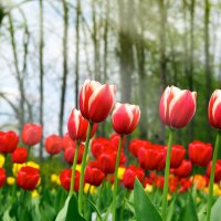 Red and Yellow Tulips