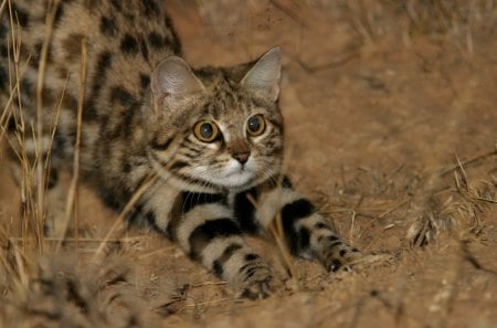 LITTLE STRETCH - felines, bushveld, africa, cats, savannah, animals, wildlife, kitties