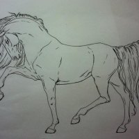 Drawing of a Pure Breed Spanish Horse