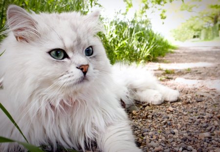 Blue Eyes - white, domestic, longhaired, cat