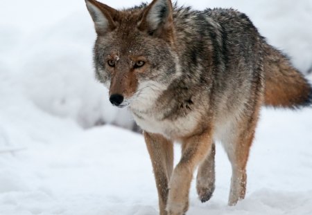 Wolf in Winter - walking, predator, wilderness, snow