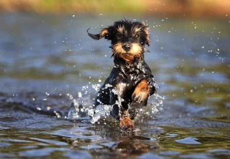 I'm coming!I'm coming! - water, coming, run, dog