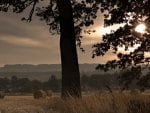 hay bales in the field at sundown