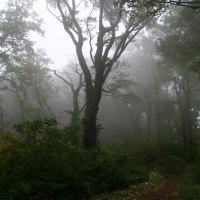 Dark Misty Woods