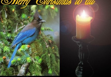 Christmas Greetings - winter, greetings, holidays, nature, christmas