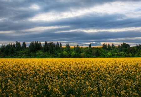 a field of wildflowers in new zealand - flowers, field, trees, clouds