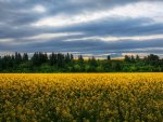 a field of wildflowers in new zealand