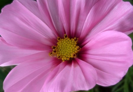 pink cosmos