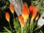 RED HOT POKER