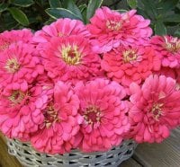 pink curly basket