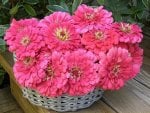 pink curly basket