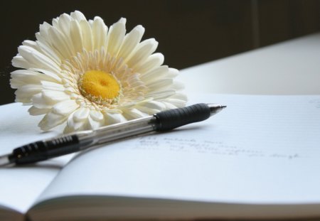 still life - white, flower, still life, pencil