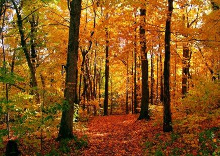 autumn forest - trees, forest, nature, autumn