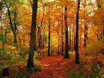 autumn forest