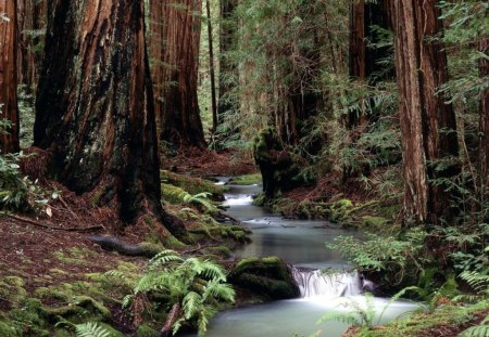 FOREST OF THE GIANTS - forests, water, streams, rivers, ferns, redwoods, trees